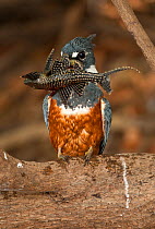 Ringed Kingfisher (Ceryle / Megaceryle torquata) perchedwith freshly caught fish, Pantanal, Brazil, August