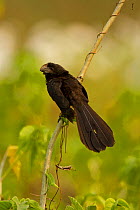 Smooth-billed Ani (Crotophaga ani) perched on tree branch, in the Pantanal, Brazil, August