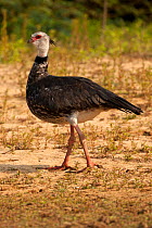 Southern Screamer (Chauna torquata) portrait, standing, Brazil, Pantanal, August