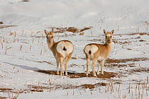 Two female Tibetan Gazelles (Procapra picticaudata) rear view,  looking back, Kekexili, Quinghai province, Tibetan Plateau, Tibet, China. December 2006