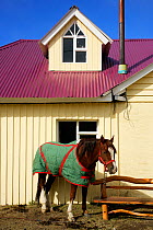 Domestic horse (Equus caballus) wearing a green quilted rug, in front of traditional wood house, El Chalten, Los Glaciares National Park, Patagonia, Argentina, January 2006