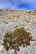 Crowberry / Diddledee bush with berries (Empetrum rubrum) near Laguna Torre, Los Glaciares National Park, Patagonia, Argentina, January 2006