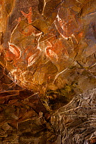Rock paintings of Terns (Sterna sp) at Ana Kai Tangata cave, Easter Island (Pascua or Rapa Nui), Pacific Island, Unesco World Heritage Site, November 2004