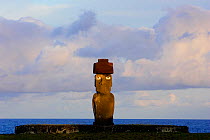 Moai statue standing erect at the restored archaeological site of Ahu Ko Te Riku in Hanga Roa, Easter Island (Pascua or Rapa Nui), Unesco World Heritage Site, November 2004