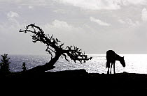 Horse (Equus caballus) and tree silhouetted against the Pacific Ocean in the Northwest coast of Easter Island (Pascua or Rapa Nui), Unesco World Heritage Site, November 2004