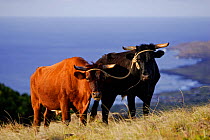 Two Ox (Bos taurus) grazing tied togetheron Rano Kau Volcano slopes, Easter Island (Pascua / Rapa Nui),  Unesco World Heritage Site, November 2004
