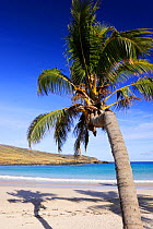 Chilean Palm tree (Jubaea chilensis) on Anakena beach, Easter Island (Pascua / Rapa Nui), Unesco World Heritage Site, November 2004
