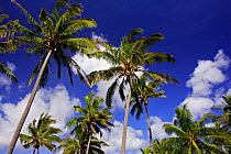 Chilean palm trees (Jubaea chilensis) on Anakena beach, Easter Island (Pascua or Rapa Nui), Unesco World Heritage Site, November 2004