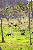 Horses grazing (Equus caballus) and Chilean Palms (Jubaea chilensis) at Anakena beach, Easter Island (Pascua or Rapa Nui), Unesco World Heritage Site, November 2004