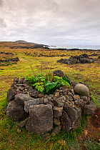 Manavai (stones surrounding a culture) with Taro plant (Colocasia esculenta), Hanga Ho'onu / La Perouse bay, Easter Island / Rapa Nui, Unesco World Heritage Site, November 2004