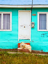 Dog (Canis familiaris) lying outside the door of his home in Puerto Natales, Patagonia, Chile, January 2006