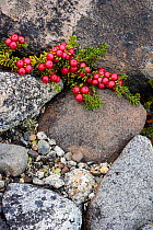 Diddledee / Crowberry (Empetrum rubrum) berries growing in a rock scree, Torres del Paine National Park, Patagonia, Chile, January