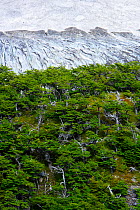 Lenga Beech forest (Nothofagus pumilio) and Frances Glacier on the W Trek, Torres del Paine National Park, Patagonia, Chile, January 2006