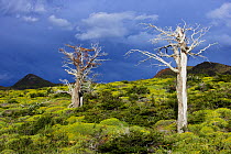 Dead trees and storm clouds in Lagunas Mellizas, Torres del Paine National Park, Patagonia, Chile, January 2006