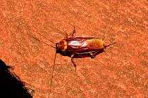 American Cockroach (Periplaneta americana) at night, Hanga Roa, Easter Island (Pascua or Rapa Nui) Pacific