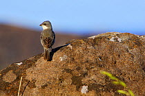 Common Diuca-Finch (Diuca diuca) perched on rock, Easter Island (Pascua or Rapa Nui), October