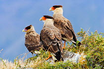 Southern / Common caracara (Caracara plancus) adult pair with young in the mountains of Torres del Paine National Park, Patagonia, Chile, January