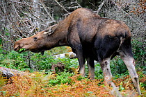 Moose (Alces alces) cow grazing on leaves in forest, Cap Breton Highlands National Park, Nova Scotia, Canada, September