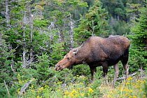 Moose (Alces alces) cow grazing on leaves in forest, Cap Breton Highlands National Park, Nova Scotia, Canada, September