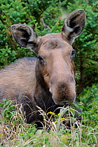 Moose (Alces alces) cow portrait of female grazing on leaves in forest, Cap Breton Highlands National Park, Nova Scotia, Canada, September