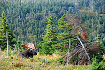 Moose (Alces alces) bull lying in forest clearing,  Cap Breton Highlands National Park, Nova Scotia, Canada, September