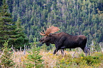 Moose (Alces alces) bull walking in forest clearing,  Cap Breton Highlands National Park, Nova Scotia, Canada, September