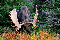 Moose (Alces alces) bull rubbing antlers against tree branches in a courtship display, Cap Breton Highlands National Park, Nova Scotia, Canada, September