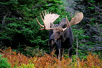 Moose (Alces alces) bull standing in forest clearing, Cap Breton Highlands National Park, Nova Scotia, Canada, September