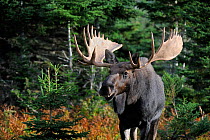 Moose (Alces alces) portrait of bull standing in forest clearing, Cap Breton Highlands National Park, Nova Scotia, Canada, September