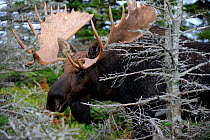 Moose (Alces alces) head portrait of bull standing in forest clearing, Cap Breton Highlands National Park, Nova Scotia, Canada, September