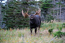 Moose (Alces alces) bull showing a flehmen lip curl during the rutting season, to detect female pheromones, Cap Breton Highlands National Park, Nova Scotia, Canada, September