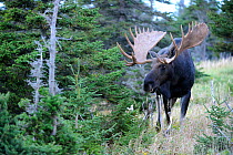 Moose (Alces alces) head portrait of bull, Cap Breton Highlands National Park, Nova Scotia, Canada, September