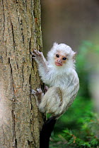 Silvery marmoset (Callithrix argentata) baby climbing tree, captive