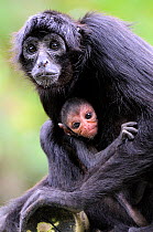 Brown headed spider monkey (Ateles fusciceps) mother with baby, captive
