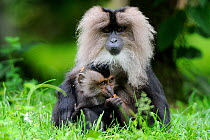 Lion tailed macaque (Macaca silenus) mother with baby, captive, Endangered