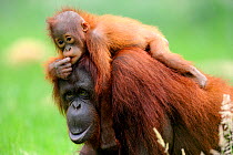 Orang utan (Pongo pygmaeus pygmaeus) mother with baby climbing on her back, native to Borneo, captive, Endangered