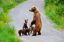 Grizzly bear (Ursus arctos horribilis) mother and four spring cubs, walking along dirt track, Katmai National Park, Alaska, USA, July
