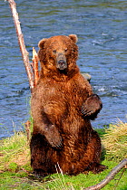 Grizzly brown bear (Ursus arctos horribilis) male scratching his back on wooden stump, Brooks river, Katmai National Park, Alaska, USA, July