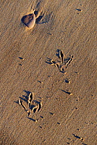 Tracks of Semipalmated plover (Charadrius semipalmatus) in sand, St Lawrence gulf, Kouchibouguac National Park, New Brunswick, Canada