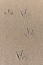 Tracks of Semipalmated plover (Charadrius semipalmatus) in sand, St Lawrence gulf, Kouchibouguac National Park, New Brunswick, Canada
