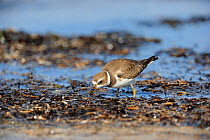 Semipalmated plover (Charadrius semipalmatus) foraging for food on beach, St Lawrence gulf, Kouchibouguac National Park, New Brunswick, Canada, September