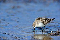 Semipalmated sandpiper (Calidris pusilla) foraging for food on the beach, St Lawrence gulf, Kouchibouguac National Park, New Brunswick, Canada, September