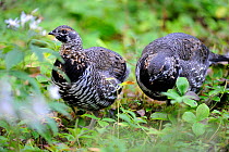 Two Spruce grouse (Falcipennis canadensis) females foraging for food in the forest, Cap Breton Highlands National Park, Nova Scotia, Canada, September
