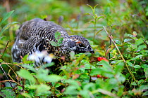 Spruce grouse (Falcipennis canadensis) female foraging for food in the forest, Cap Breton Highlands National Park, Nova Scotia, Canada, September