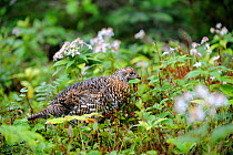 Spruce grouse (Falcipennis canadensis) female foraging for food in the forest, Cap Breton Highlands National Park, Nova Scotia, Canada, September