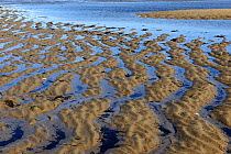 Sand banks at outgoing tide, Saint Louis Lagoon, Kouchibouguac National Park, New Brunswick, Canada, September