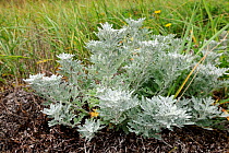 Boughton silver (Artemisia stelleriana) Kouchibouguac National Park, New Brunswick, Canada, September