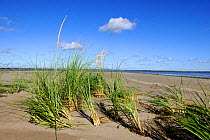 American marram grass (Ammophila breviligulata) St Lawrence gulf, Kouchibouguac National Park, New Brunswick, Canada