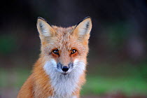 Red fox (Vulpes vulpes) head portrait, Prince Edward Island National Park, Canada, October