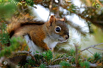 American red squirrel (Tamiasciurus hudsonicus) in fir tree, Cap Breton Highlands National Park, Nova Scotia, Canada, September